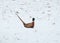 Ring-necked Pheasant running in the snow