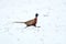 Ring-necked Pheasant running in the snow