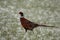 Ring necked pheasant in the snow