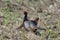 Ring-necked pheasant takes his wife to the field!