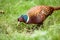 A Ring-necked pheasant up close foraging