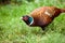 A Ring-necked pheasant up close foraging