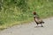 Ring-necked Pheasant walks across gravel path at Sacramento Wildlife Refuge