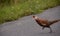 Ring-necked Pheasant young male running