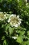 Ring of outer sterile flowers surrounding center of small fertile flowers of Viburnum opulus