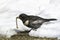 Ring ouzel catching worm