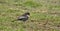 Ring ouzel Turdus torquatus