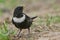 RING OUZEL - Turdus torquatus