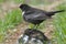 RING OUZEL - Turdus torquatus