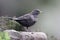 Ring ouzel, Turdus torquatus