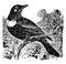 Ring Ouzel vintage illustration