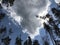 A ring of pine trees and a triangle of clouds - PINES - FOREST - NATURE