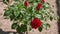 Ring shot of a vibrant red rose in full bloom