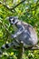 Ring tail lemur