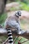 Ring Tail Lemur