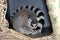 Ring-tail Lemur curled up in home