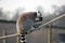 Ring tail lemur sitting on some rope