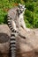 Ring-tail Lemurs sitting on a rock together