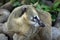 Ring Tailed Coati