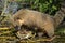 Ring-tailed Coati attacking a turtle