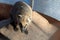 Ring-tailed coati or Nasua narica in zoo close