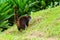 Ring-Tailed Coati Nasua nasua rufa looking back over it`s shoulder