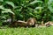 Ring-tailed Coati & x28;Nasua nasua rufa& x29; searching for food on the ground in Alajuela, Costa Rica