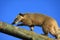 Ring Tailed Coati walking along a branch