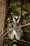 ring-tailed gray lemur in natural environment Madagascar.Close-up, cute primate