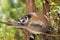 ring-tailed gray lemur in natural environment Madagascar.Close-up, cute primate