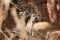 ring-tailed gray lemur in natural environment Madagascar.Close-up, cute primate