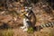 ring-tailed gray lemur in natural environment Madagascar.Close-up, cute primate