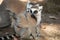 ring-tailed gray lemur in natural environment Madagascar.Close-up, cute primate