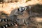 ring-tailed gray lemur in natural environment Madagascar.Close-up, cute primate