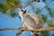 ring-tailed gray lemur in natural environment Madagascar.Close-up, cute primate