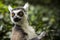 Ring Tailed Lemur 1