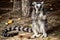 Ring-tailed Lemur