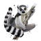 A ring-tailed lemur