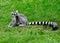 Ring Tailed Lemur