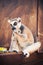 Ring-tailed lemur