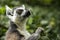 Ring Tailed Lemur 3