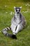 Ring Tailed Lemur