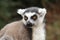 Ring-tailed lemur