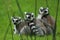 Ring-tailed lemur