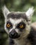 Ring Tailed Lemur