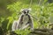 Ring-tailed Lemur