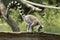 Ring-tailed Lemur