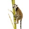 Ring-tailed Lemur (6 weeks) - Lemur catta