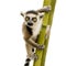 Ring-tailed Lemur (6 weeks) - Lemur catta