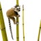 Ring-tailed Lemur (6 weeks) - Lemur catta